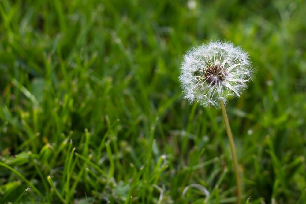 3 Reasons to Use Lime on Your Lawn