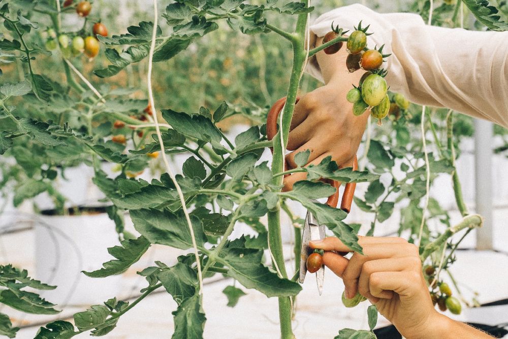 A woman pruning tomatoes
