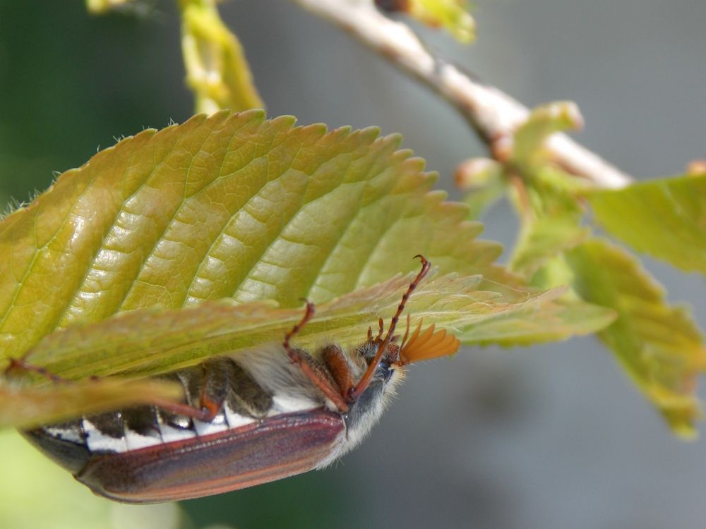 7 Garden Pests That Are Repelled by Baking Soda