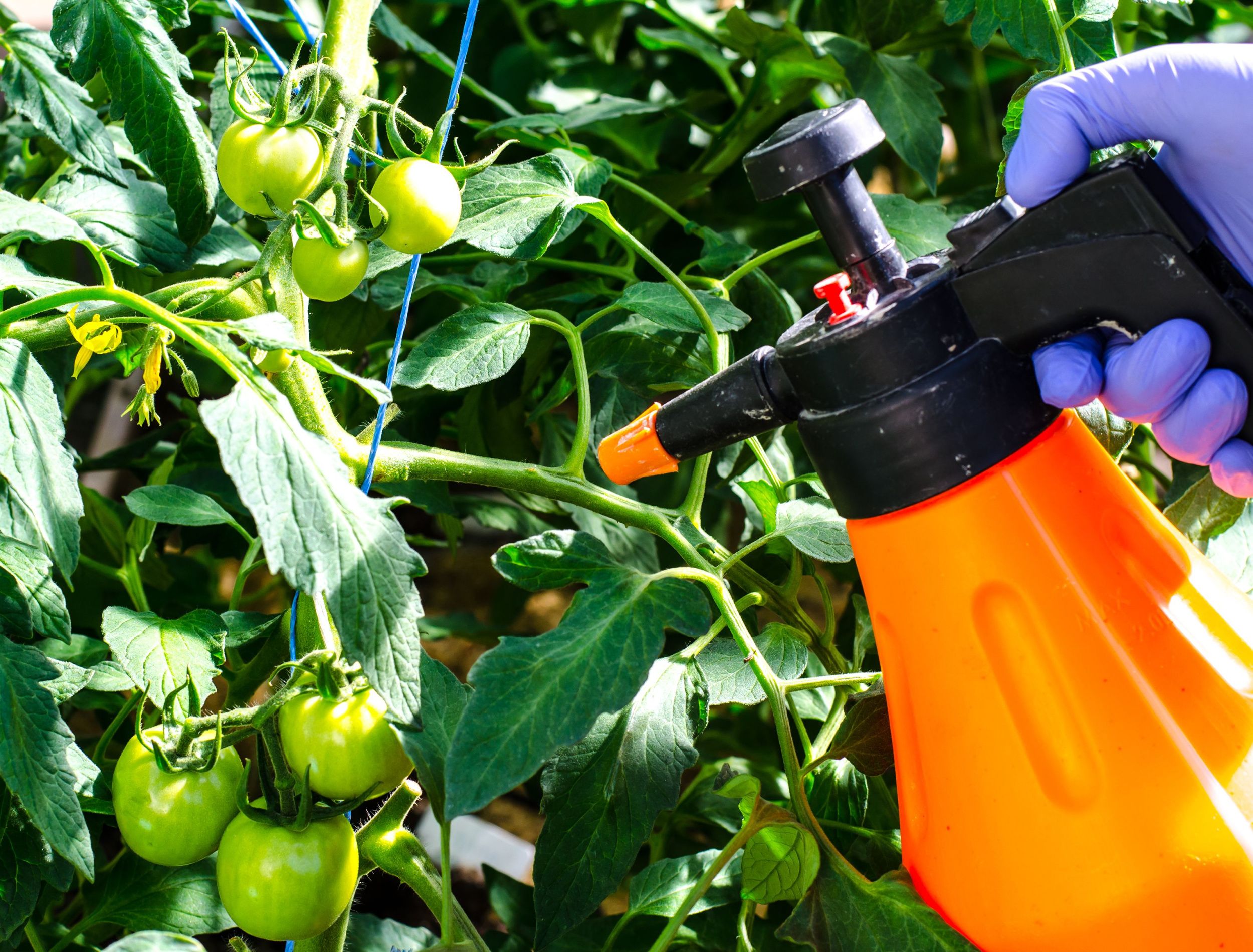 Why You Should Be Pairing Epsom Salt With Your Tomato Plants