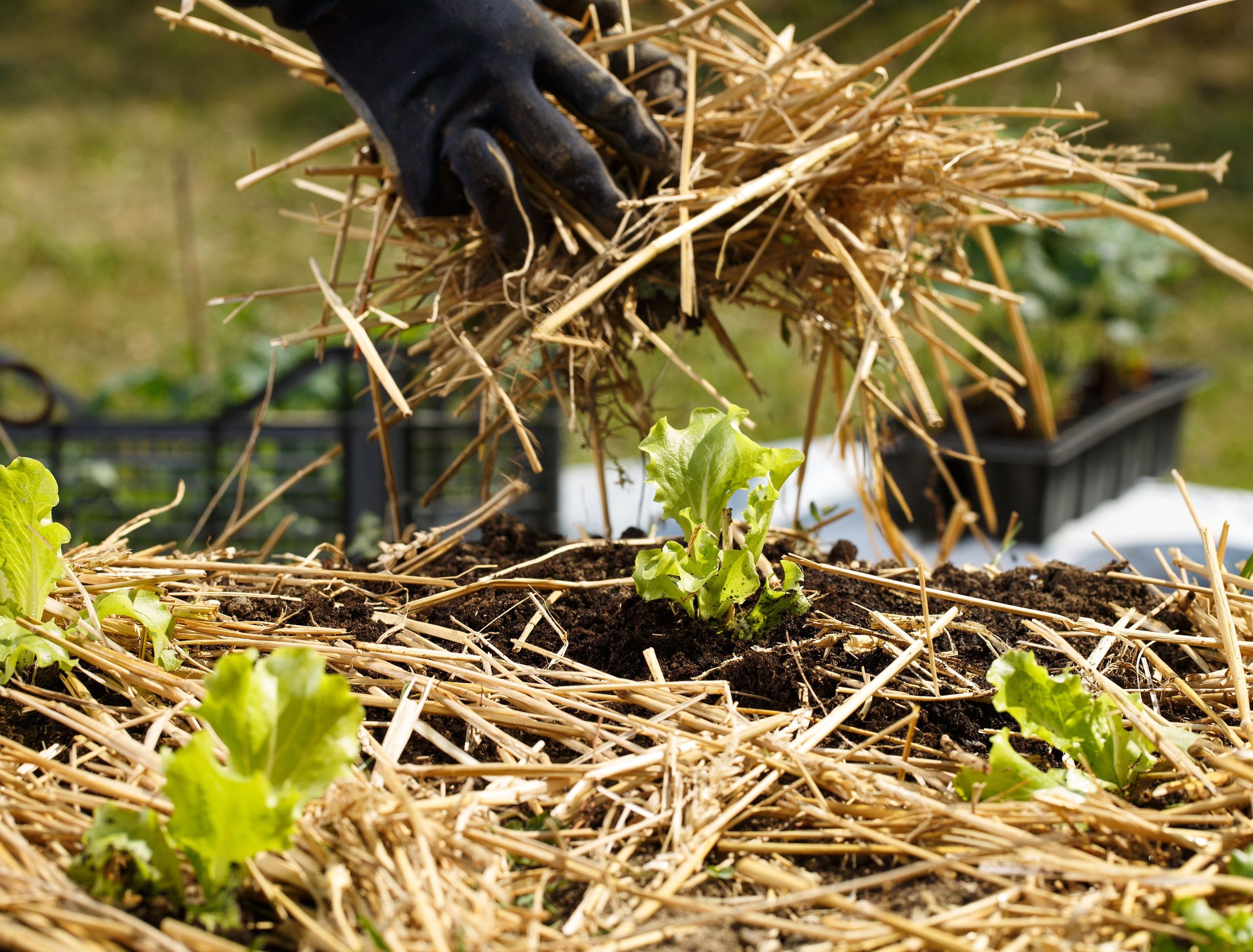 The Best Mulch For Your Vegetable Garden