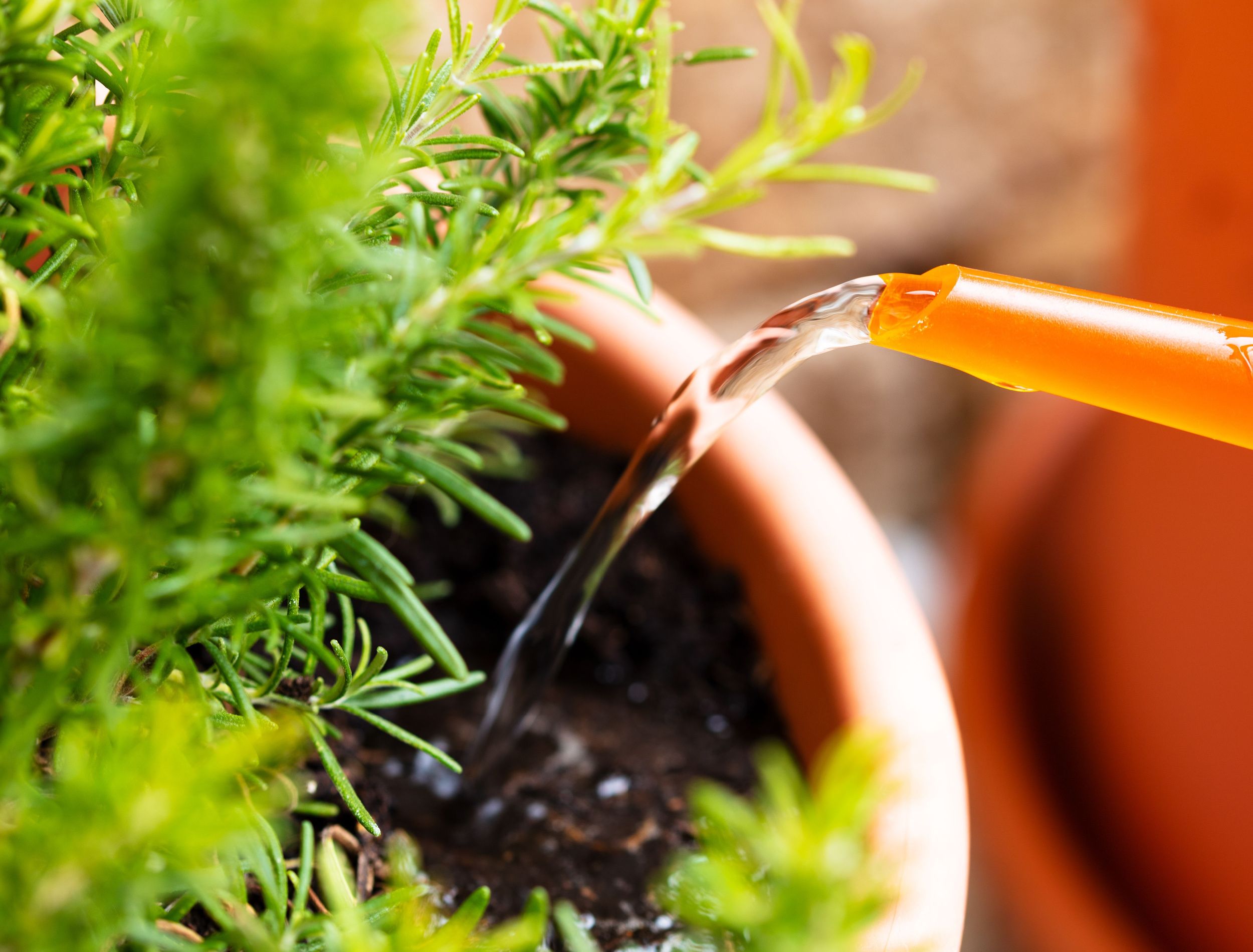 How Often Should You Water Your Rosemary Plants?