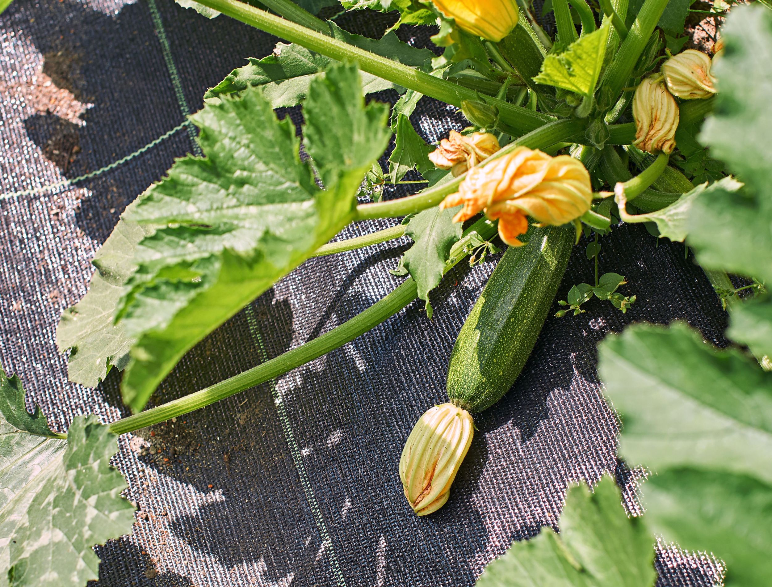 The Best Mulch for Your Squash Plants