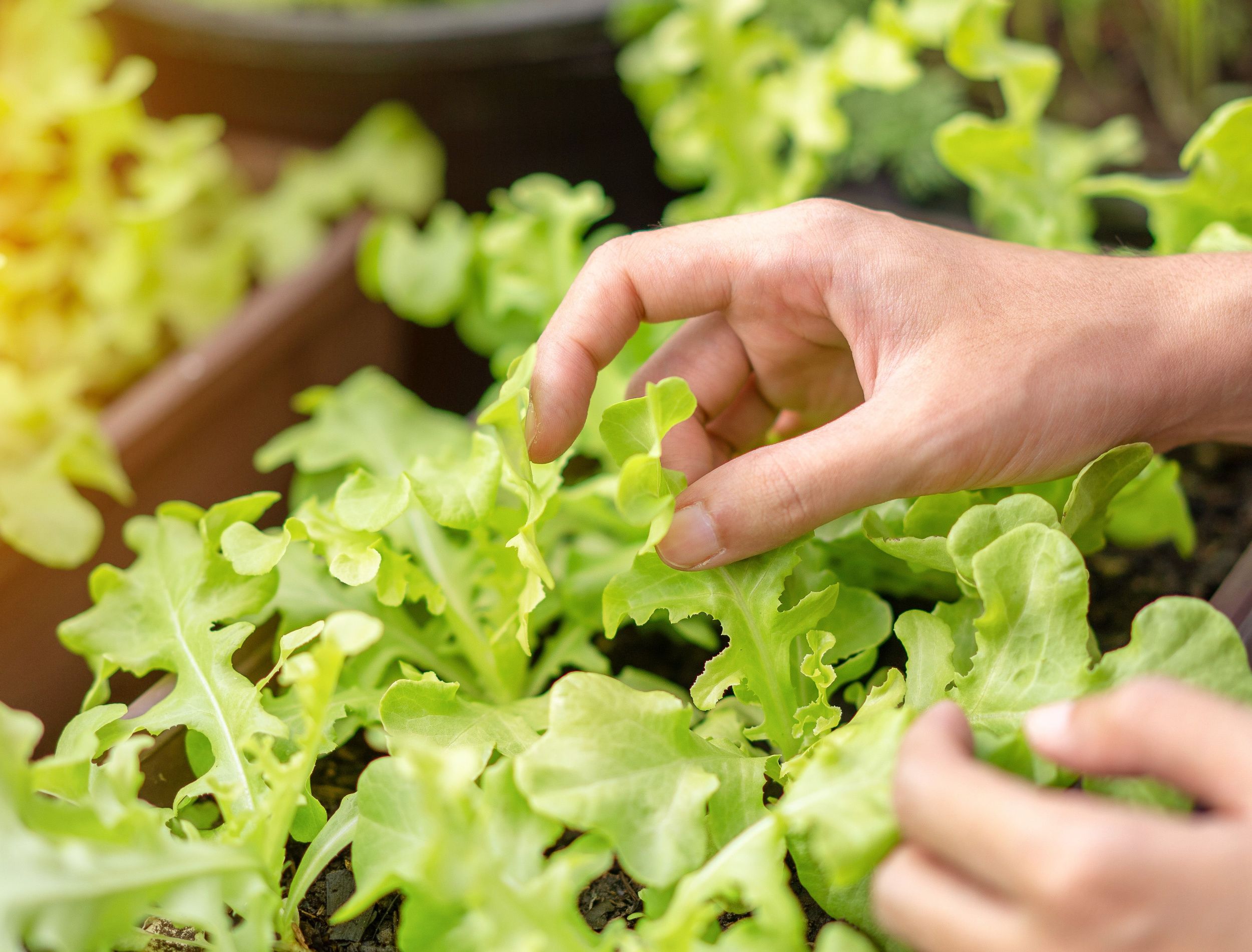 how-to-grow-lettuce-in-containers