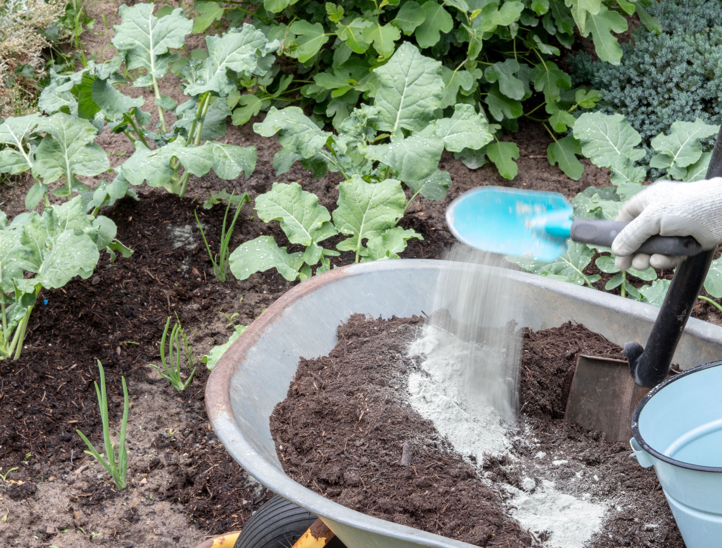 7 Best Fertilizers for Your Vegetable Garden