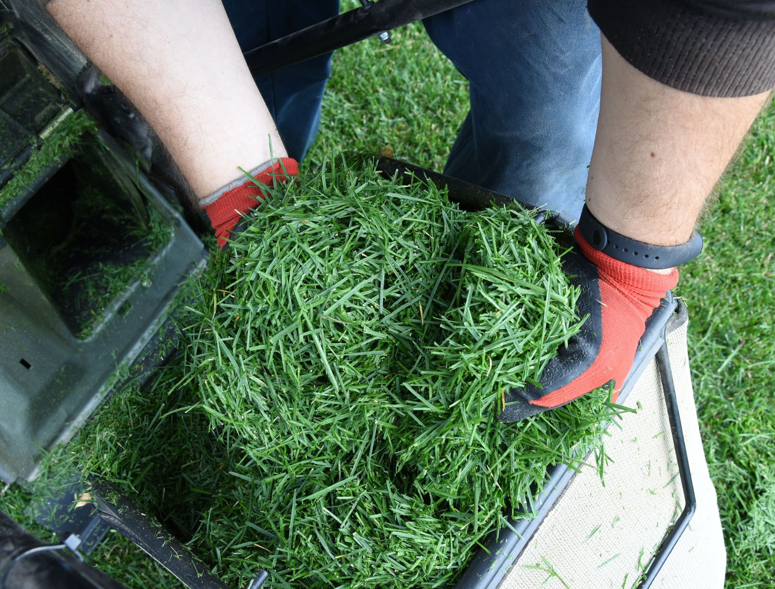 how-often-should-you-mulch-your-lawn-flipboard