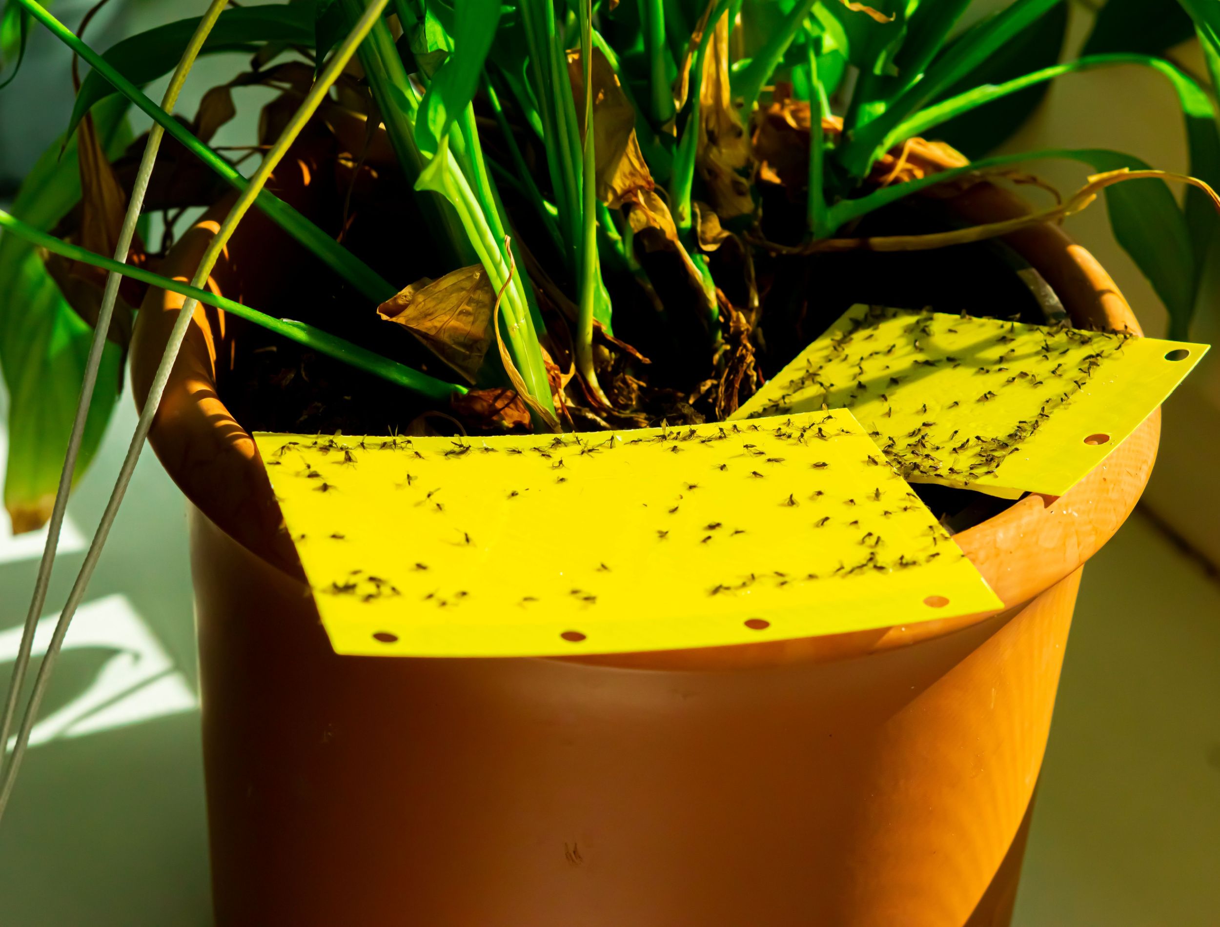 Fungus gnats on a sticky trap for houseplants