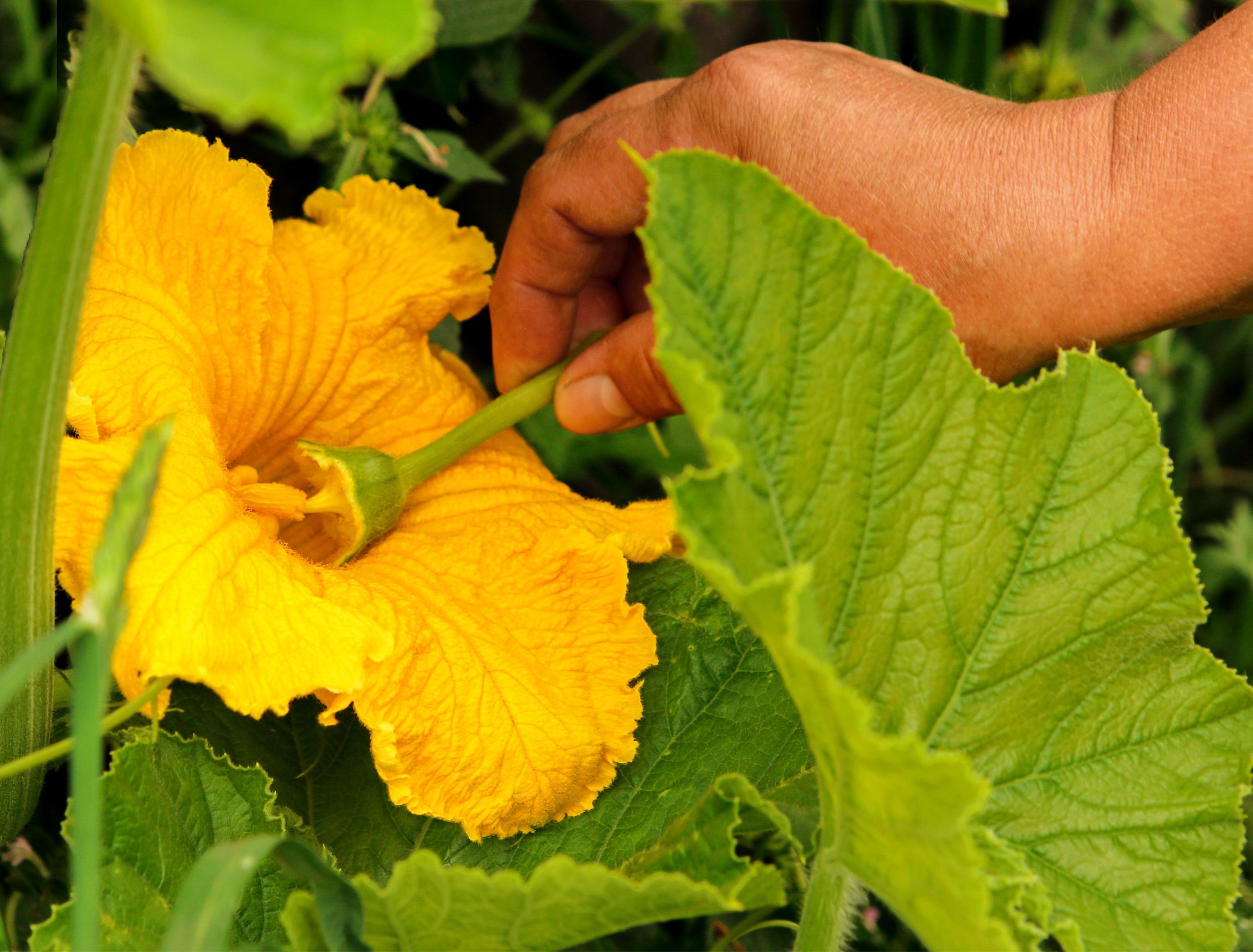 How to Pollinate Squash by Hand for a Bigger Yield