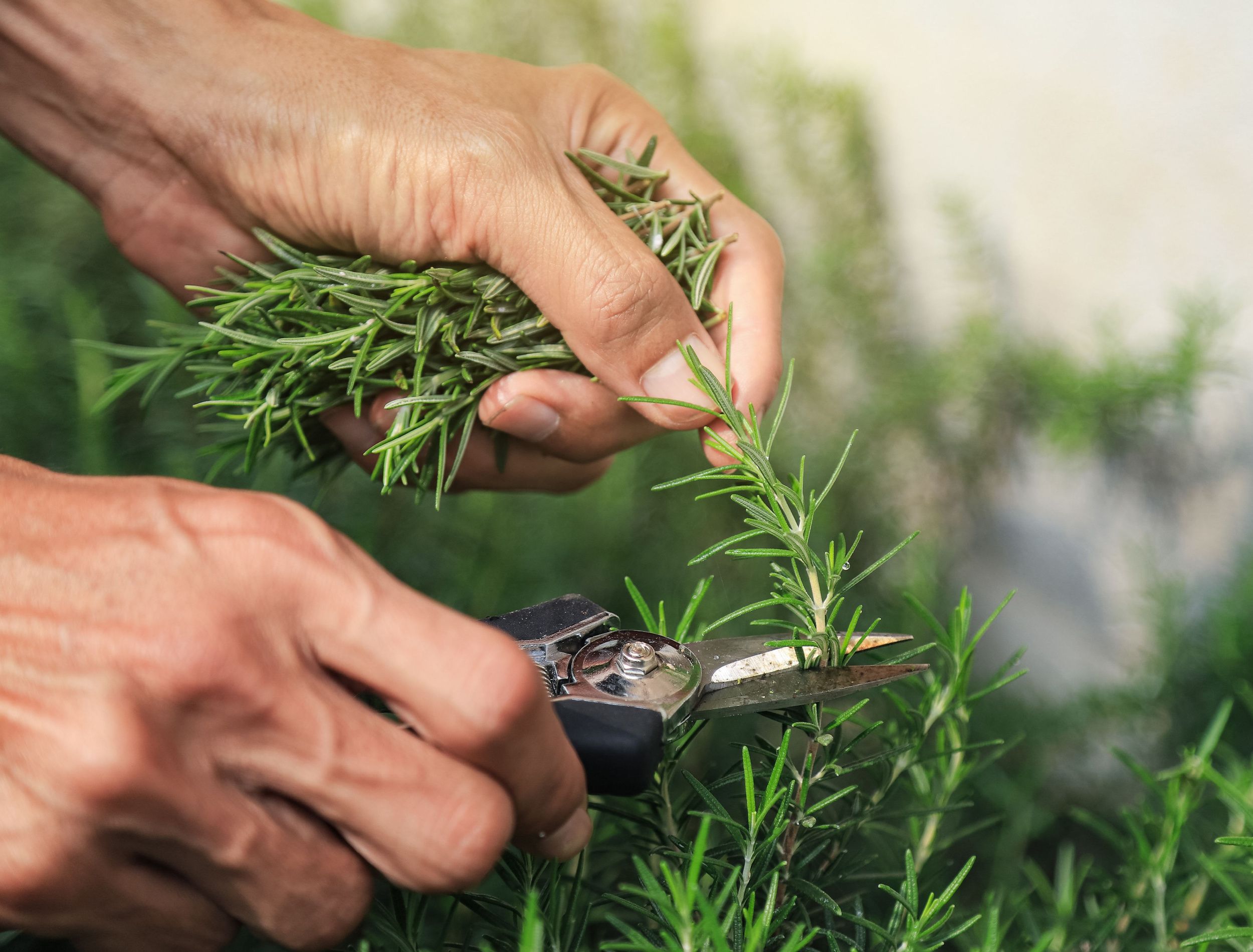 When to Prune Your Rosemary Plants and Bushes