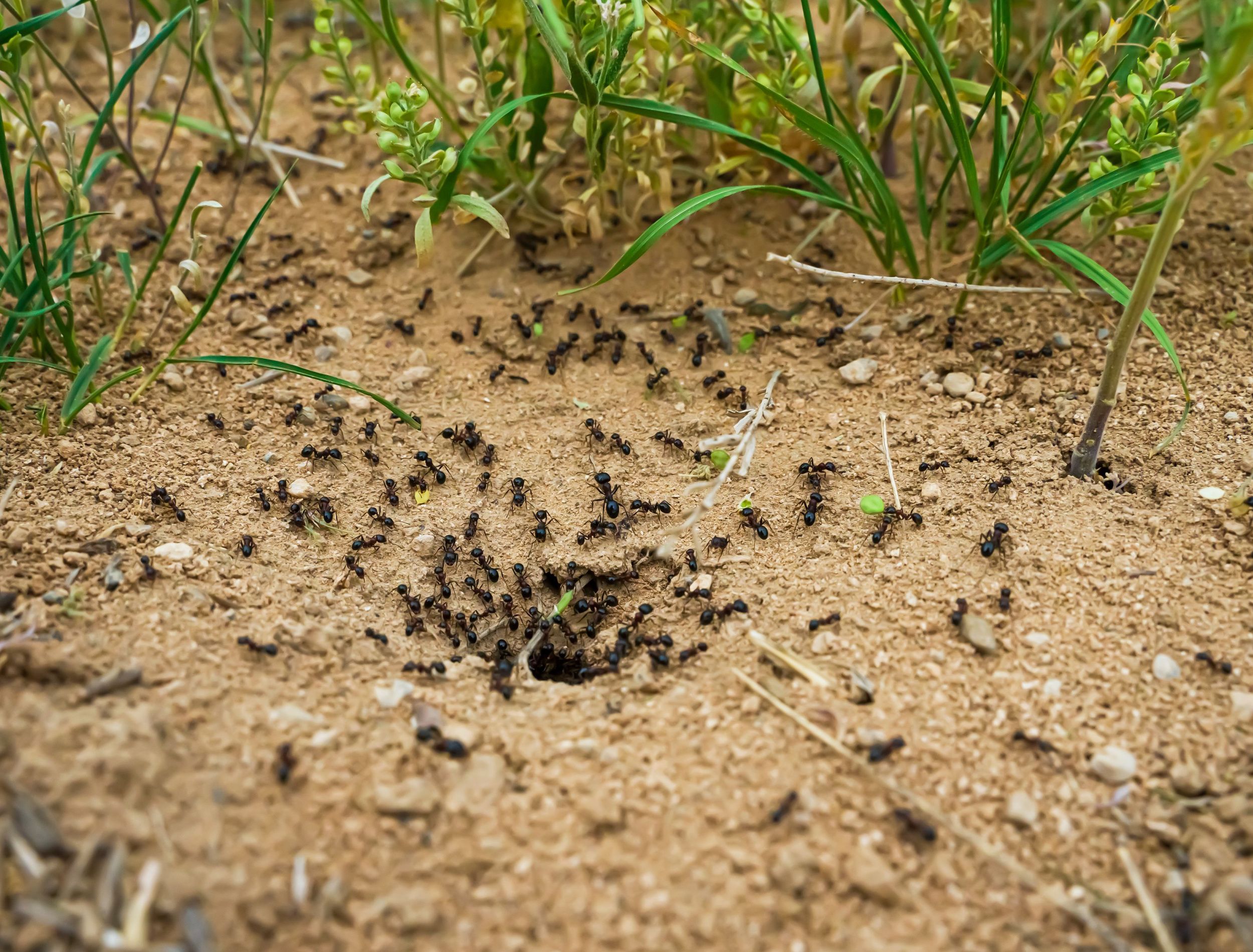 How to Get Rid of Ant Hills in Your Yard or Garden | Flipboard