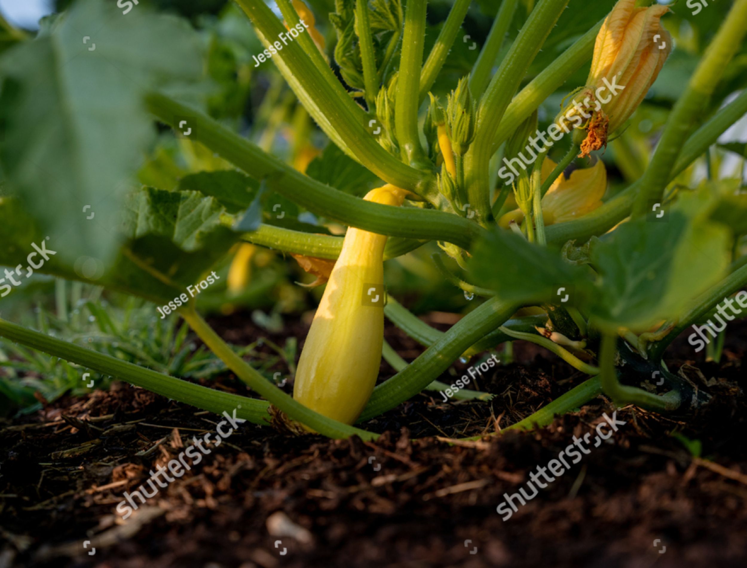 8 Reasons to Mulch Around Your Squash Plants