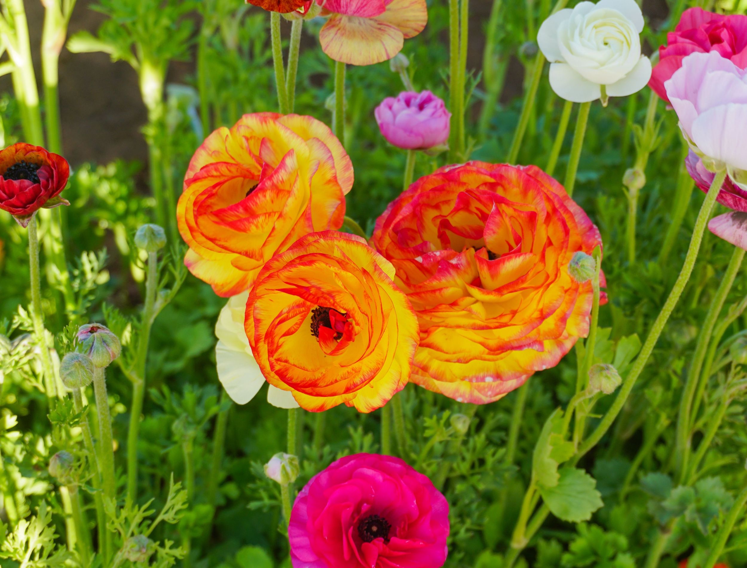 meet-the-flower-and-plant-of-the-year