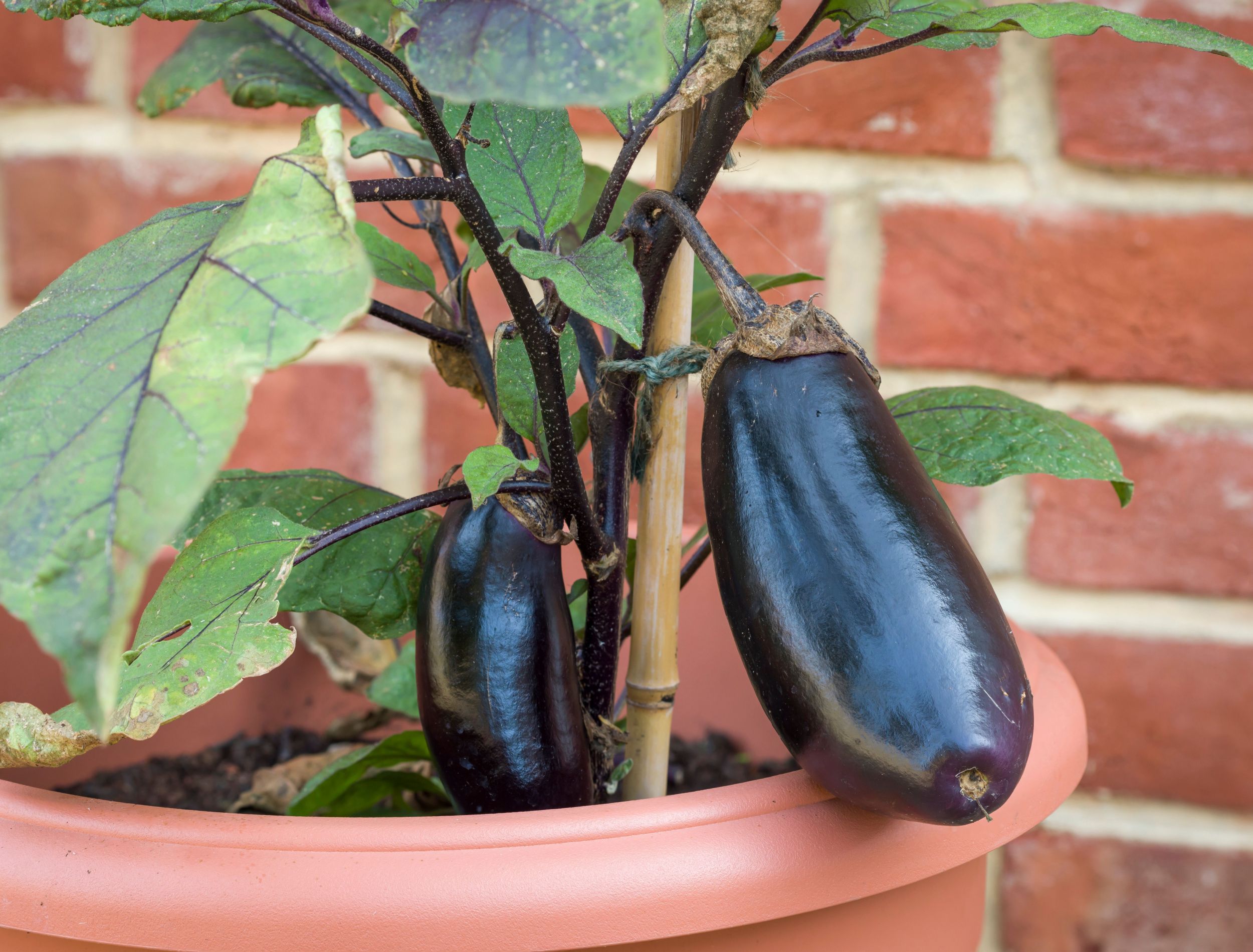 How To Grow Eggplant In Containers