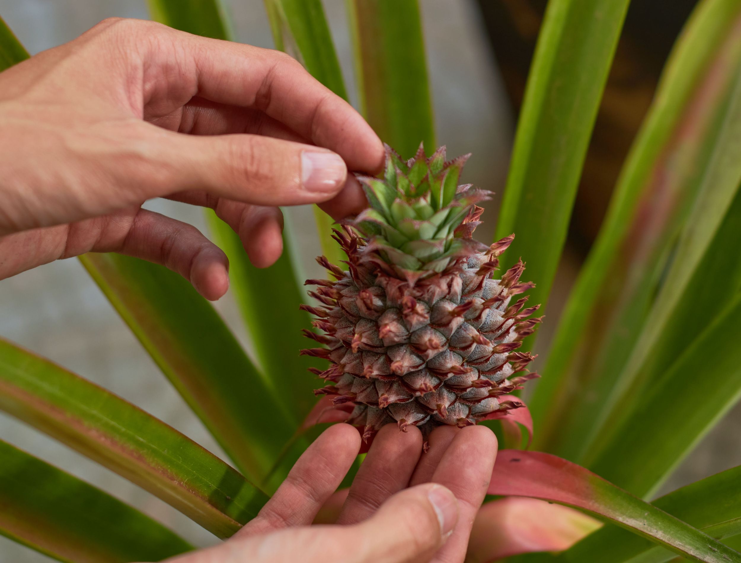 8 Tips for Growing Pineapple in Your Home Garden