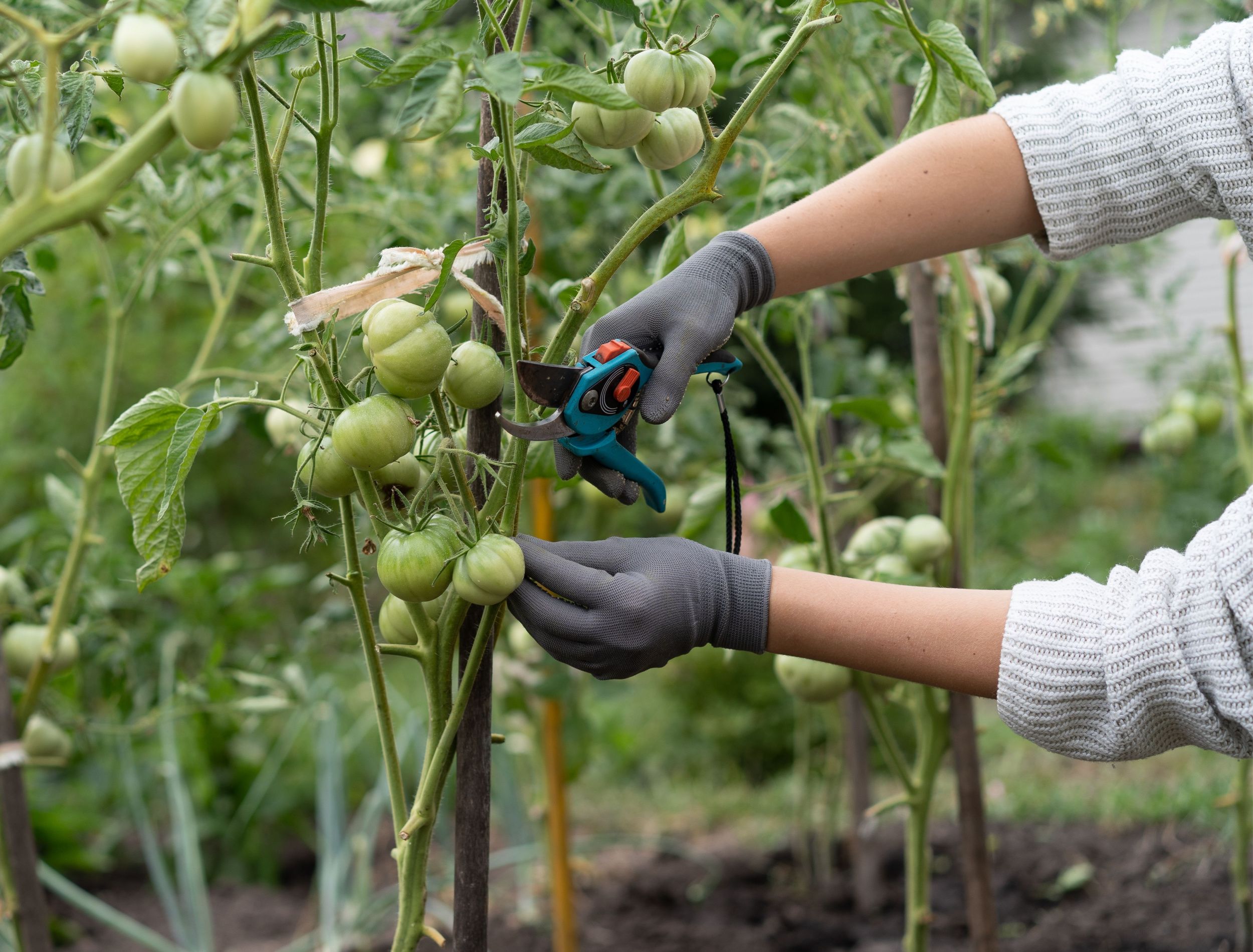How to Properly Prune Your Tomato Plants - cover