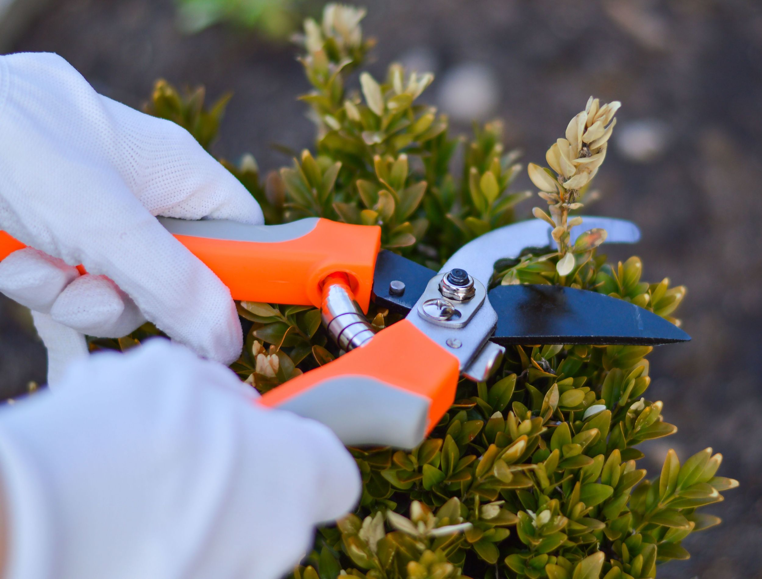 when-to-prune-boxwood-shrubs