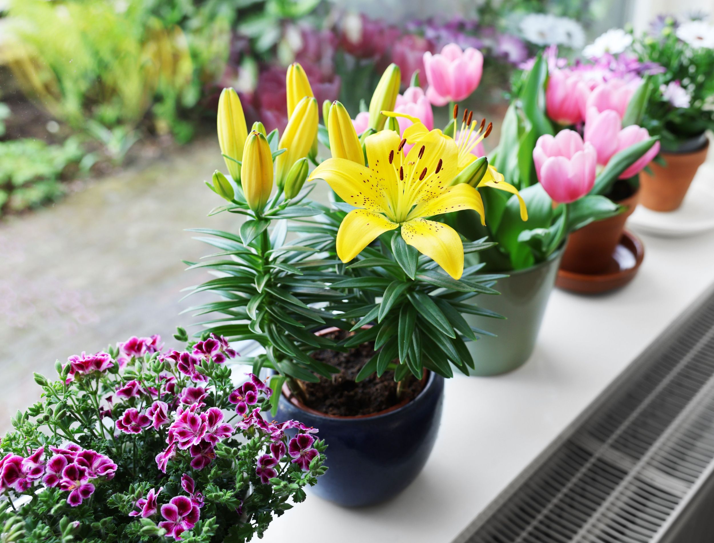 How To Grow Lilies in Pots