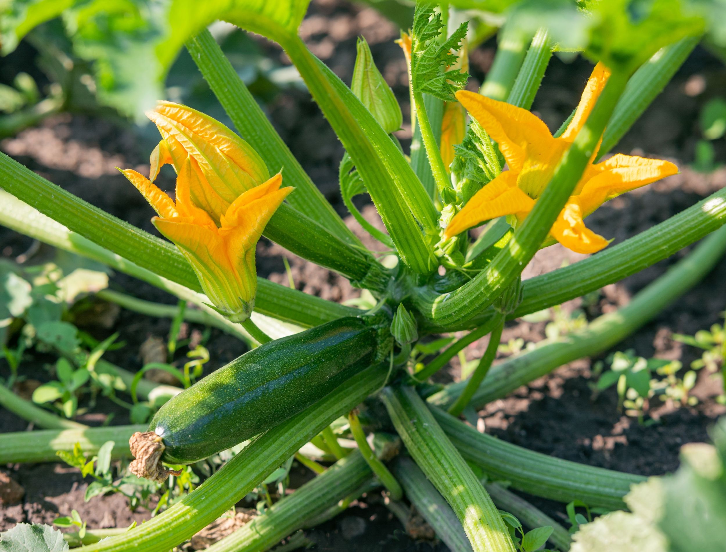 6 Common Zucchini Growing Problems to Watch For