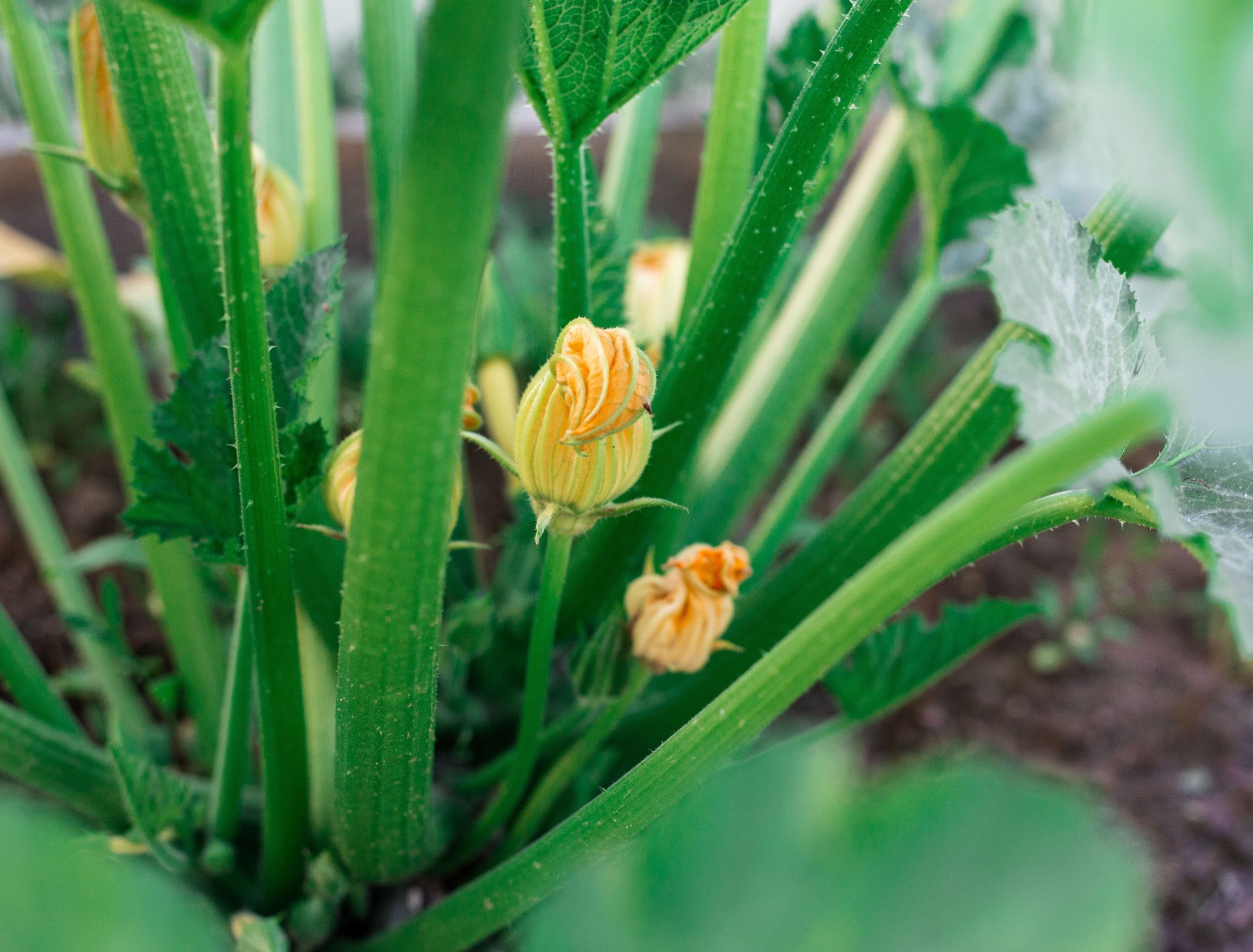 Should You Pinch off Your Zucchini Plant Flowers?
