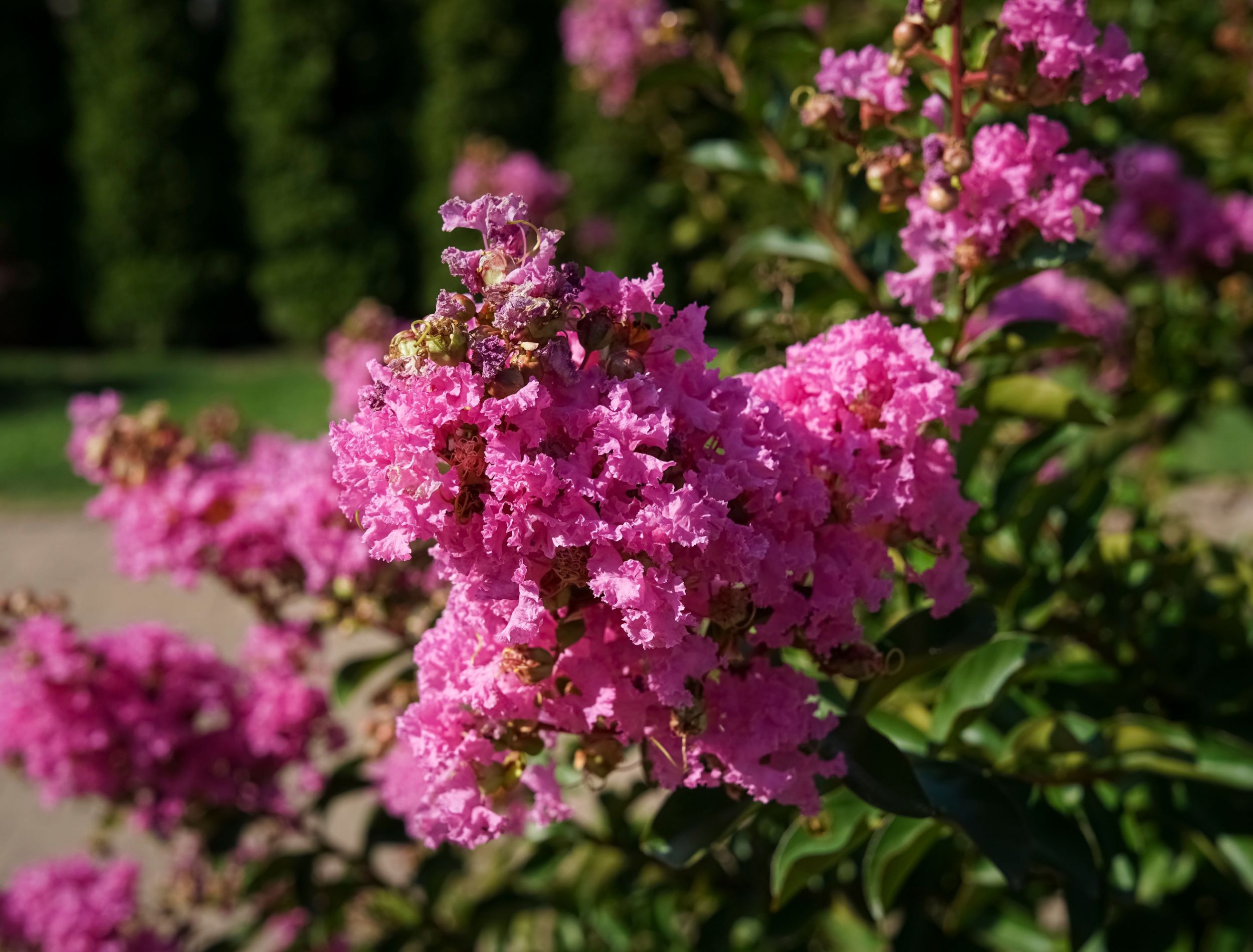 6 Best Fast-Growing Flowering Trees For Your Landscape