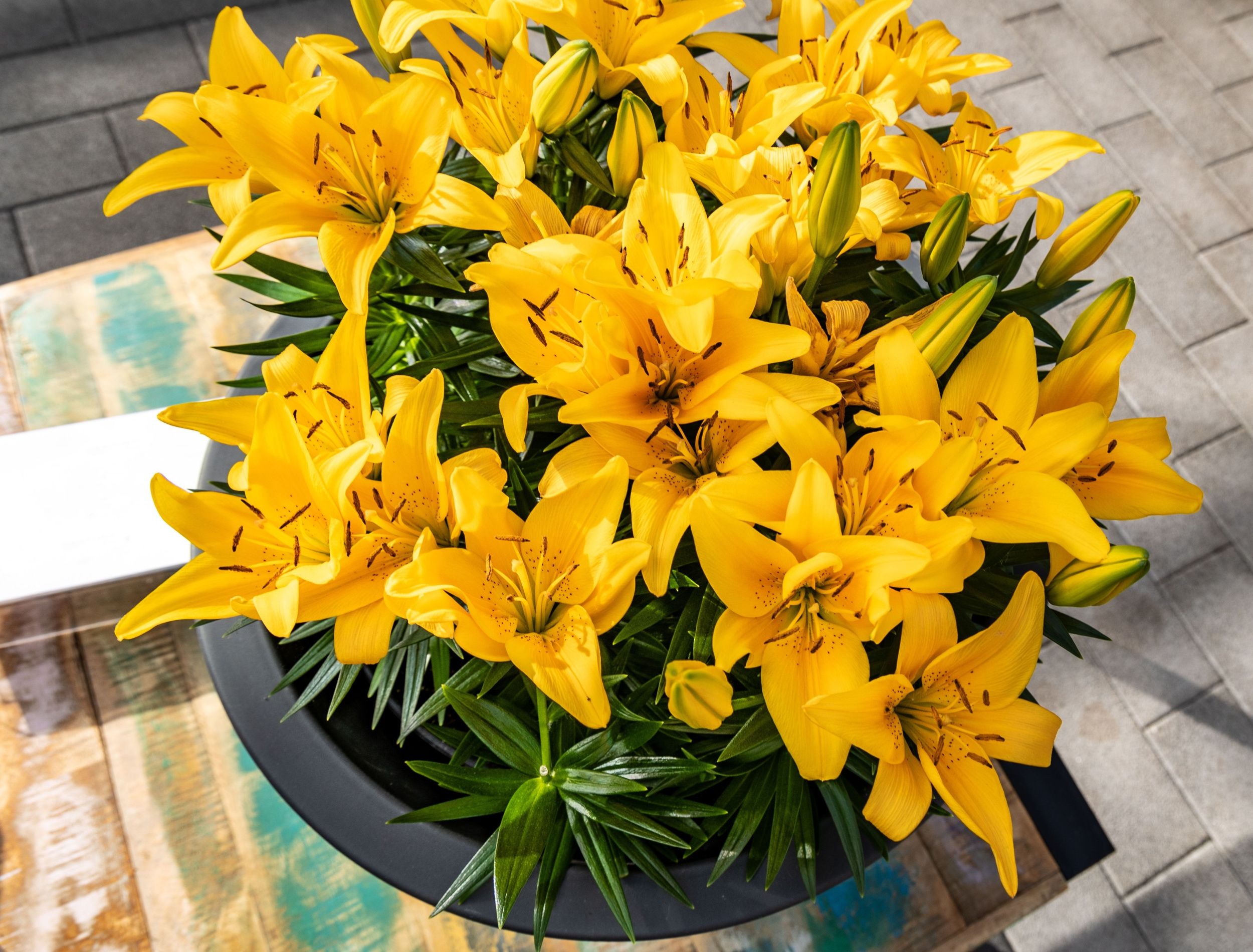 5 Best Lilies To Grow in Containers
