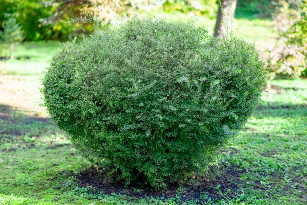 trimmed evergreen boxwood