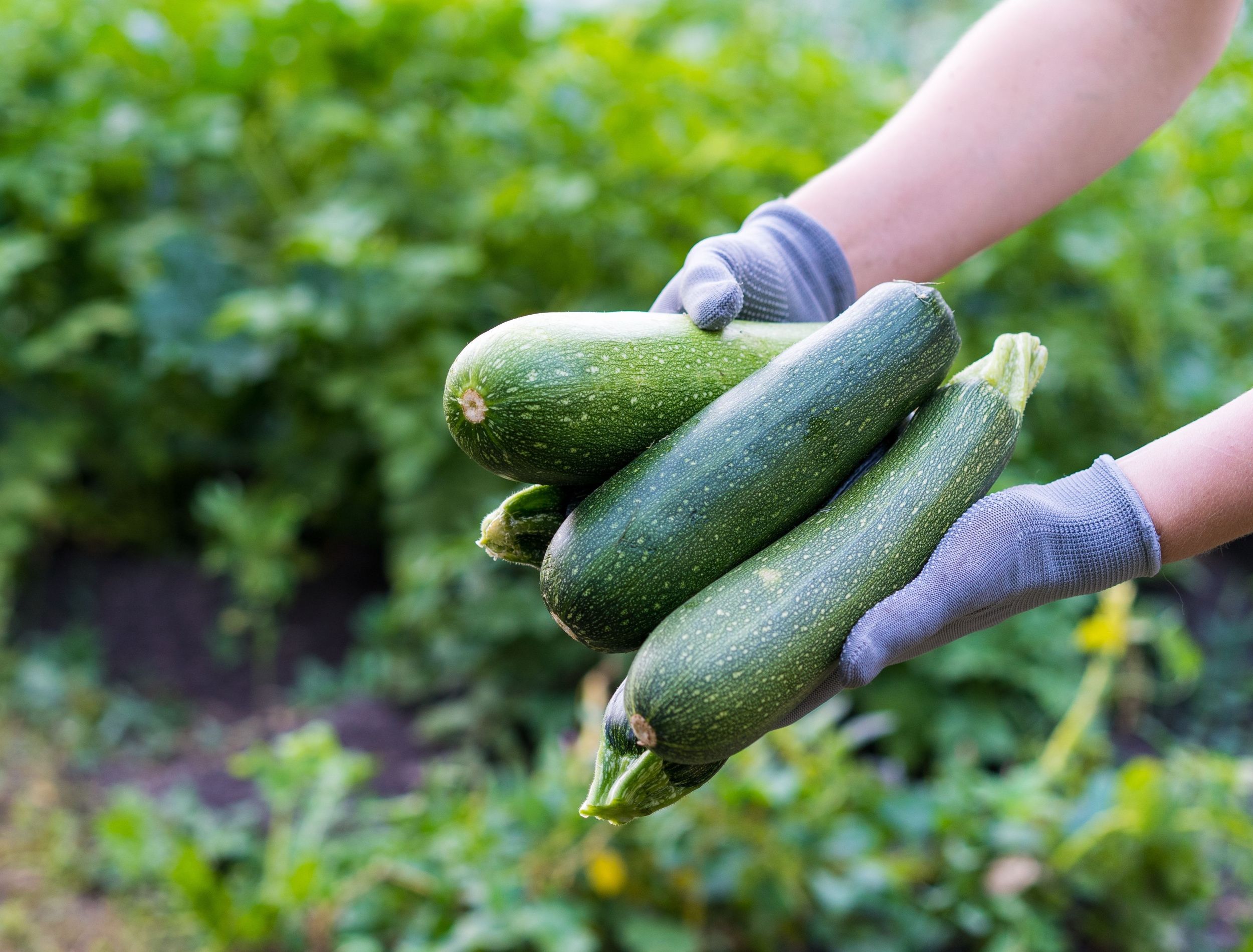 From Sprawling To Soaring Learn To Grow Zucchini Vertically from-sprawling-to-soaring-learn-to-grow-zucchini-vertically