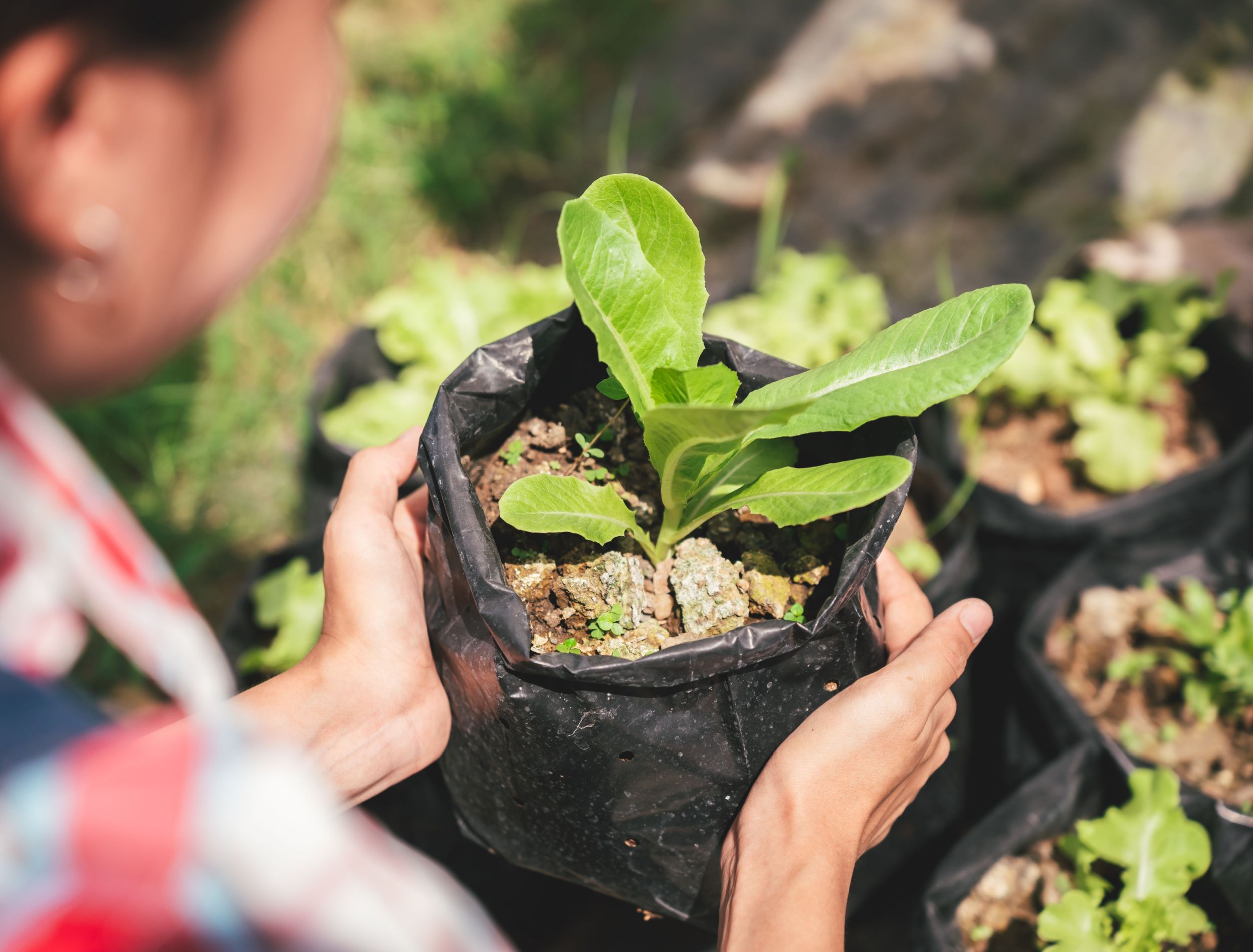 6 Tips For Gardening in Grow Bags