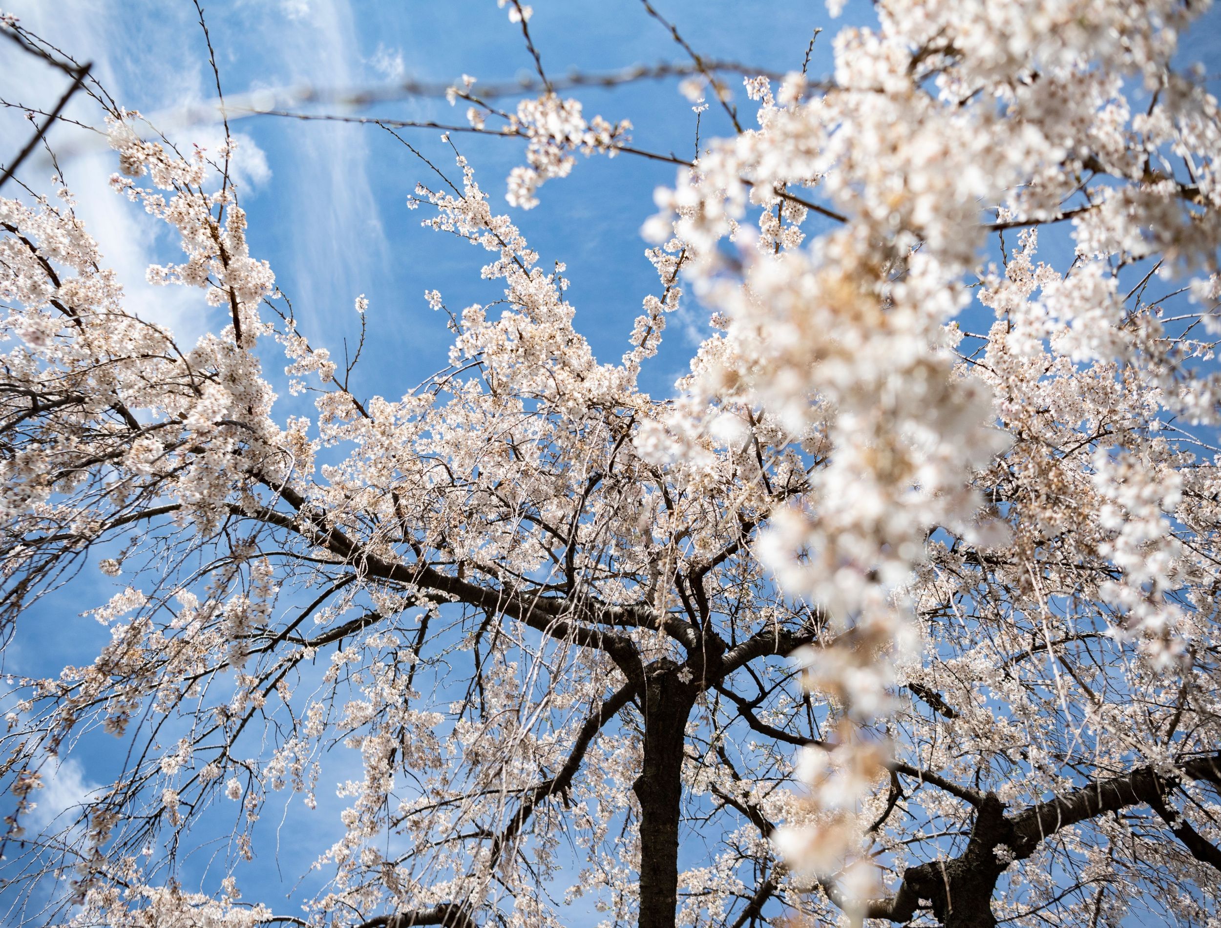 7 Beautiful Weeping Trees for Your Landscape