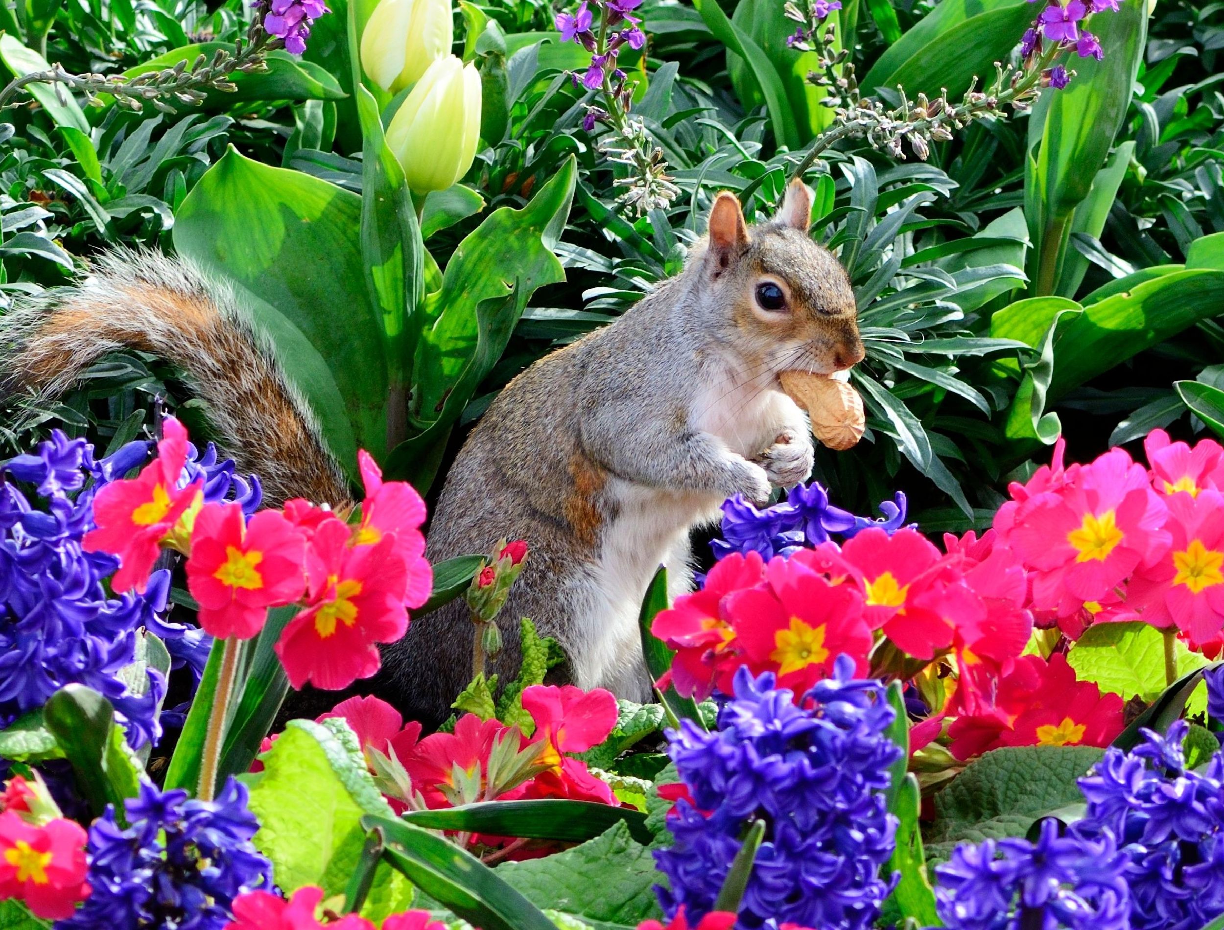 9 Plants That Repel Squirrels