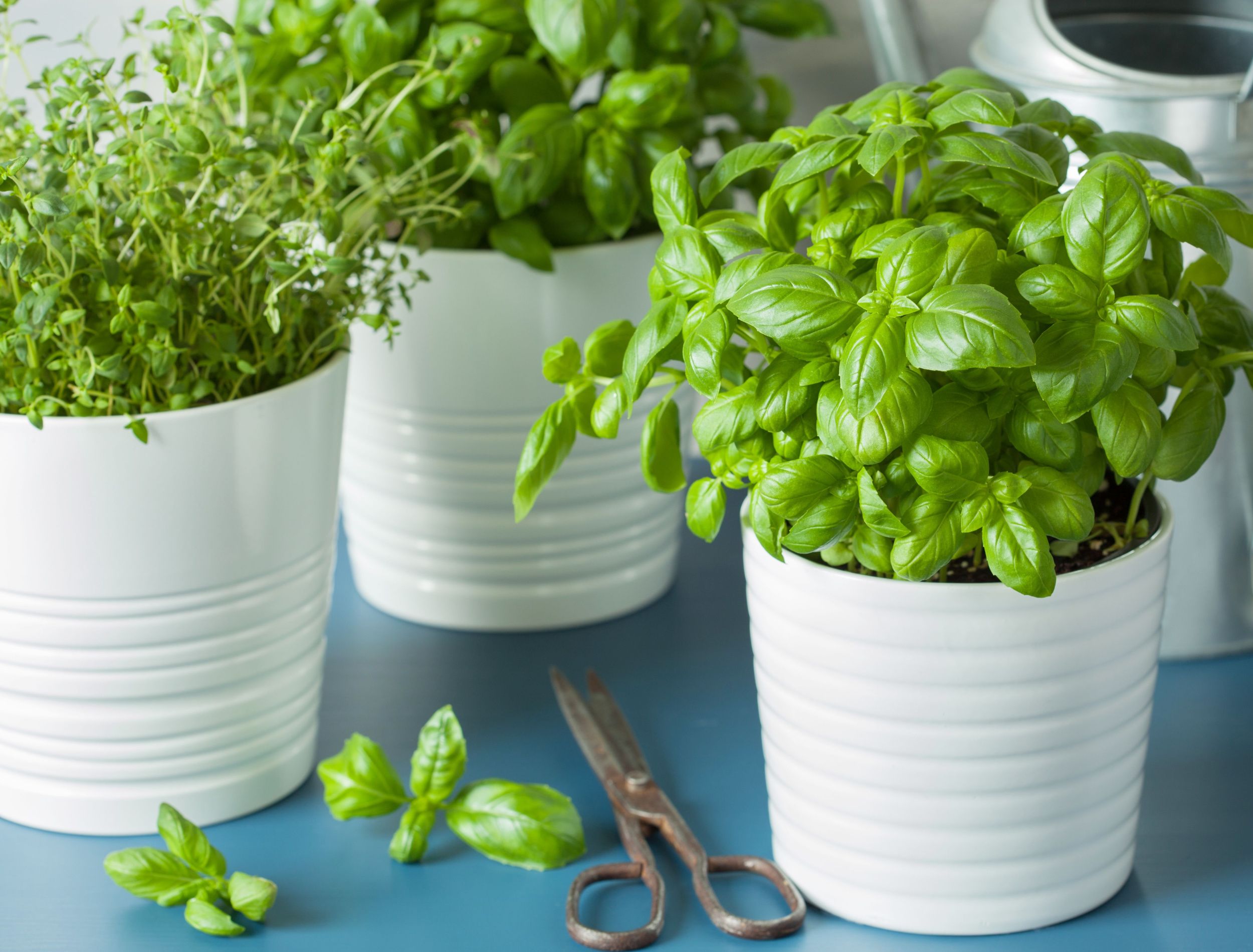 5 Best Herbs to Grow in Your Kitchen