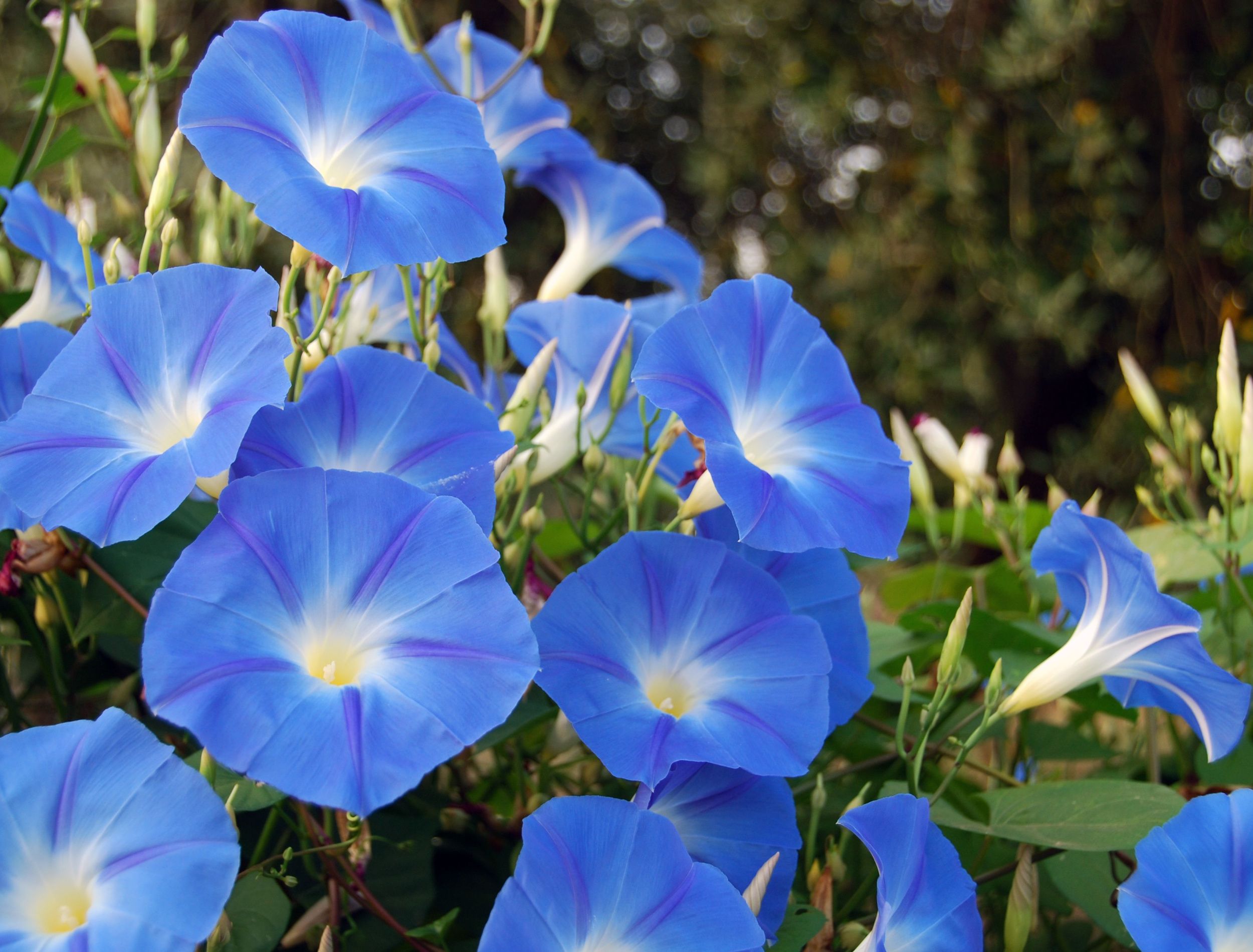 5 Best Self-Sowing Annual Flowers