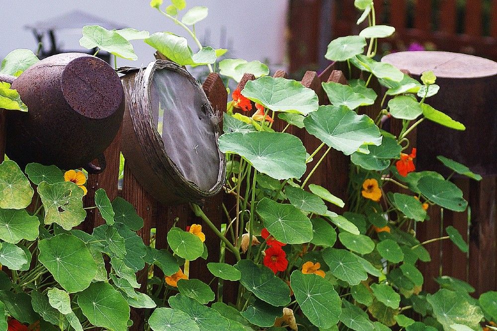 9 Plants That Repel Squirrels