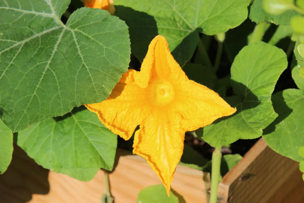 8 Reasons to Mulch Around Your Squash Plants