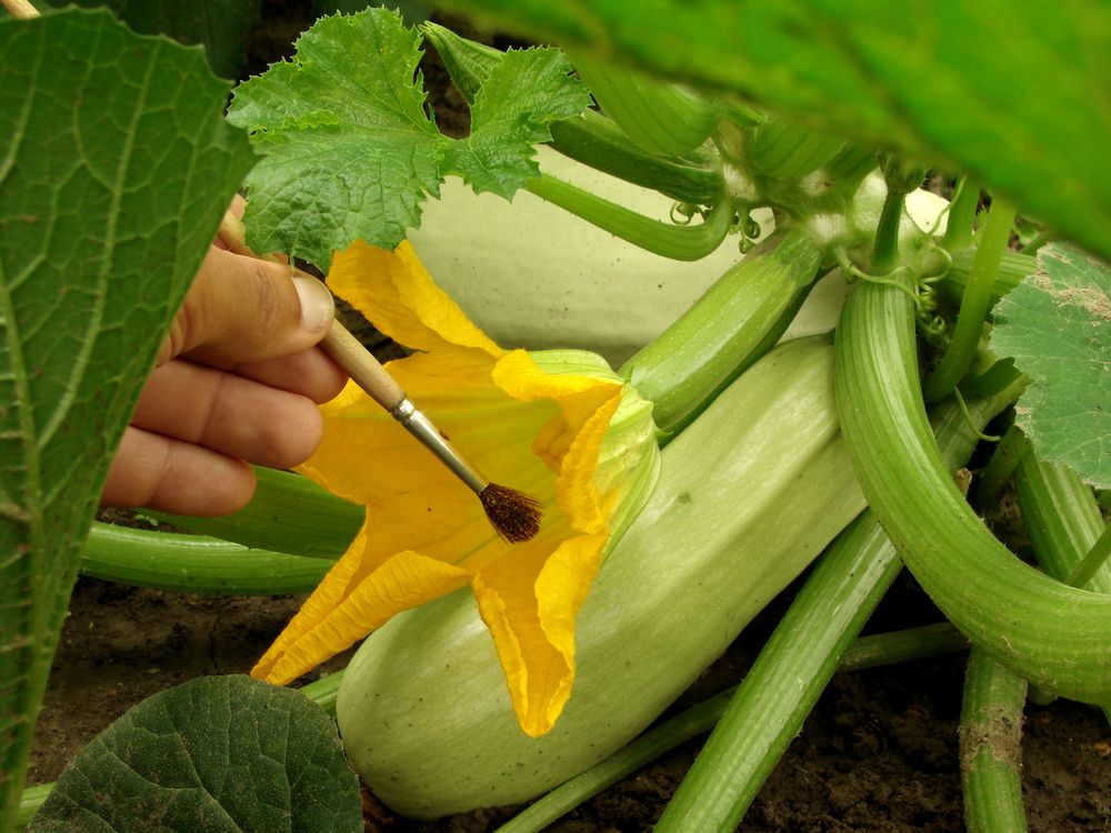 Do You Need To Pollinate Squash at Tracy Russo blog