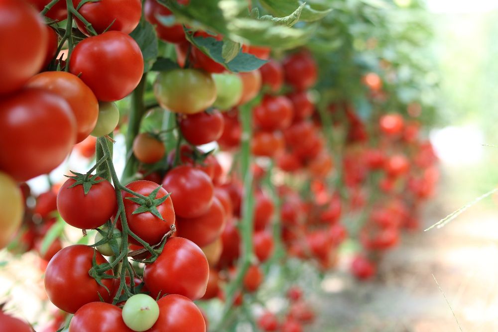 How to Use Epsom Salt to Fertilize Your Tomatoes