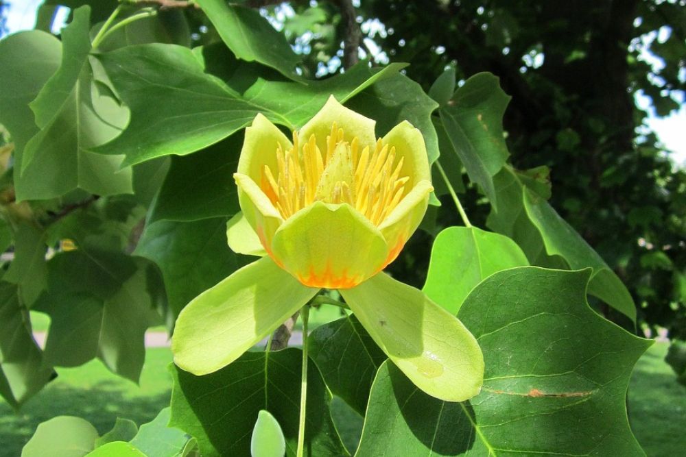 Flower Breeze 3点 Adorable Tree1点 まとめ割リピ割 Beautiful trees and shrubs blooming with pink flowers in the