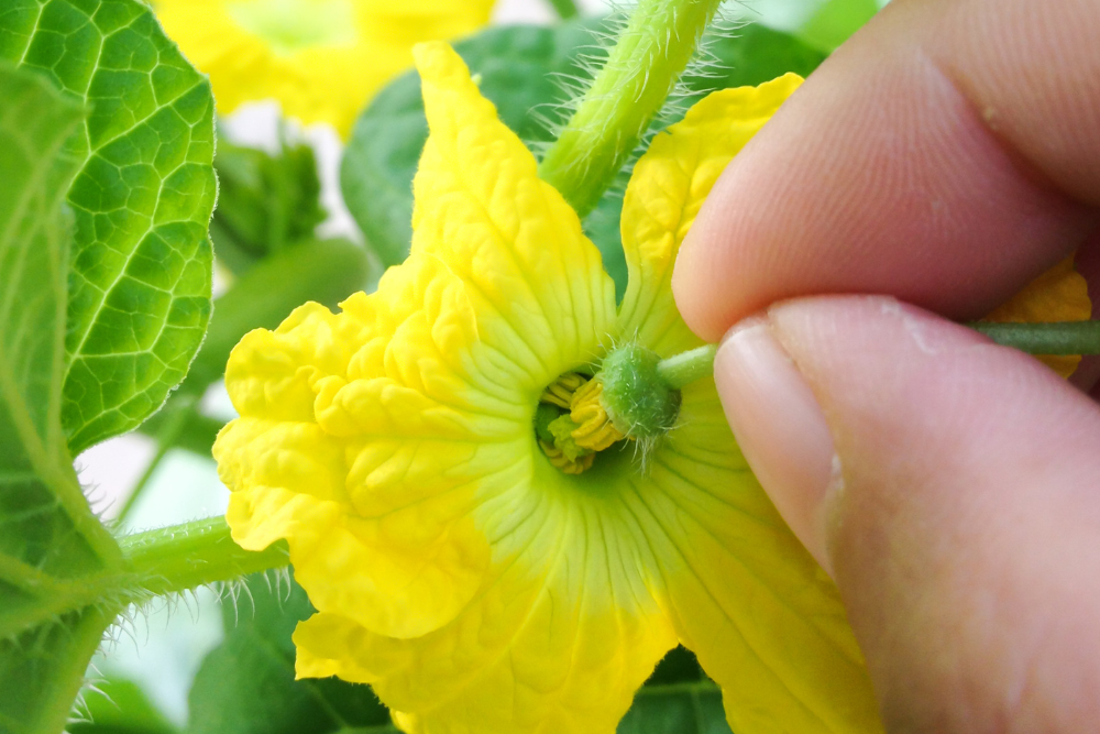 4 Vegetables and Fruits You Should Hand Pollinate