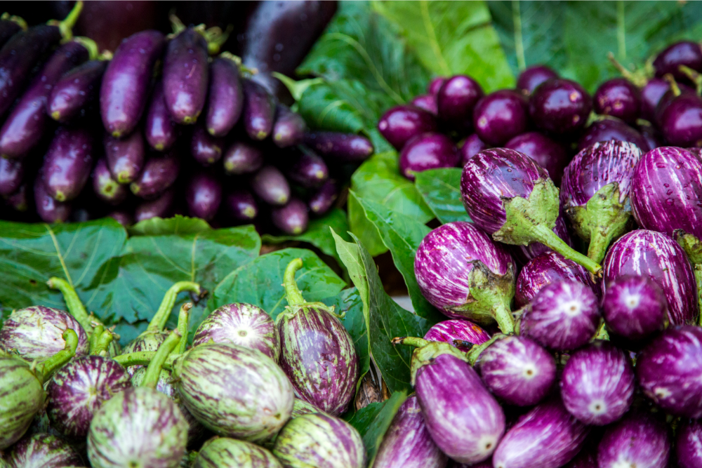How to Grow Eggplant in Containers