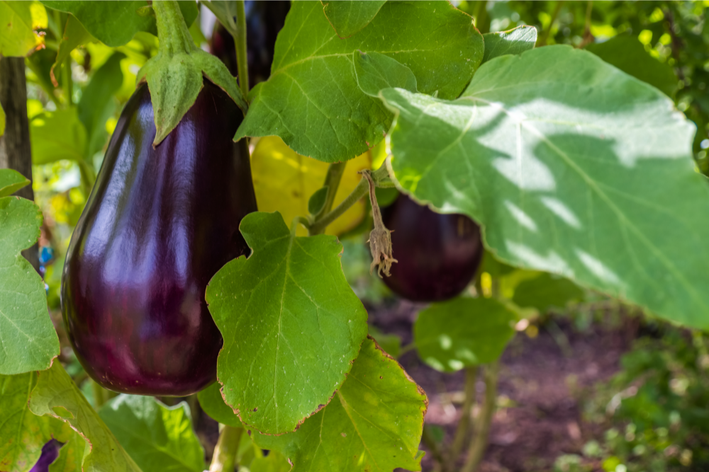 How to Grow Eggplant in Containers