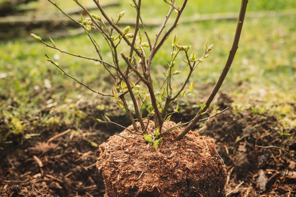 7 Tips For Growing Blueberries in Your Garden
