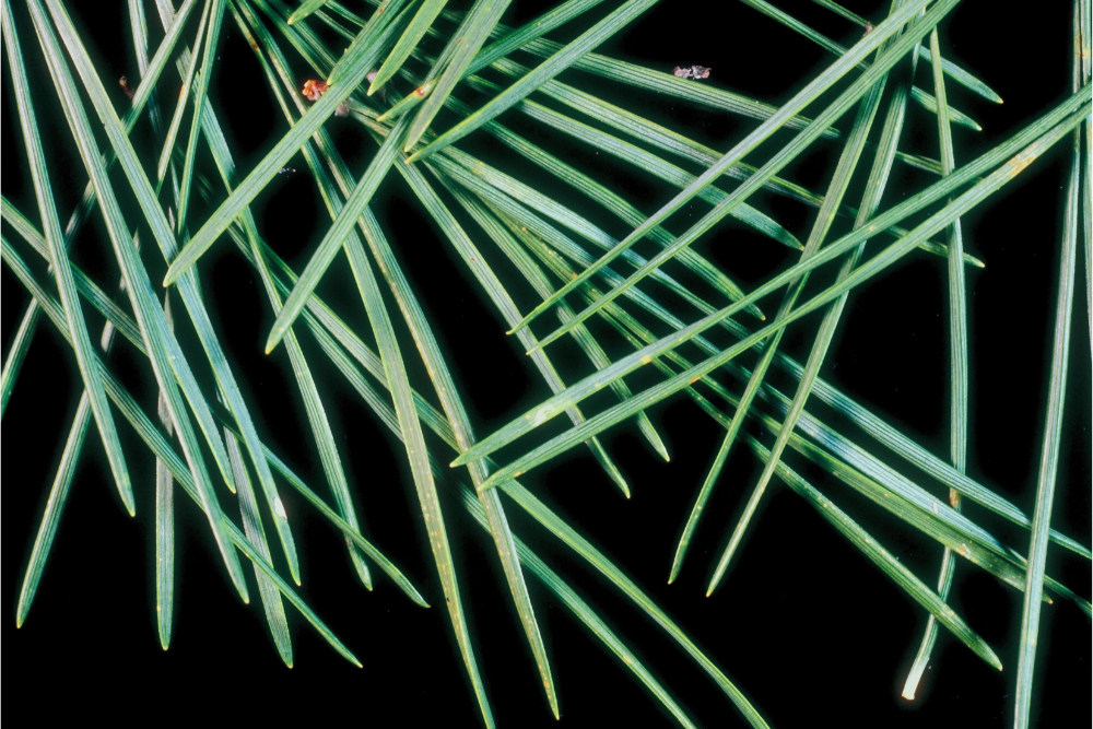 pine needles closeup