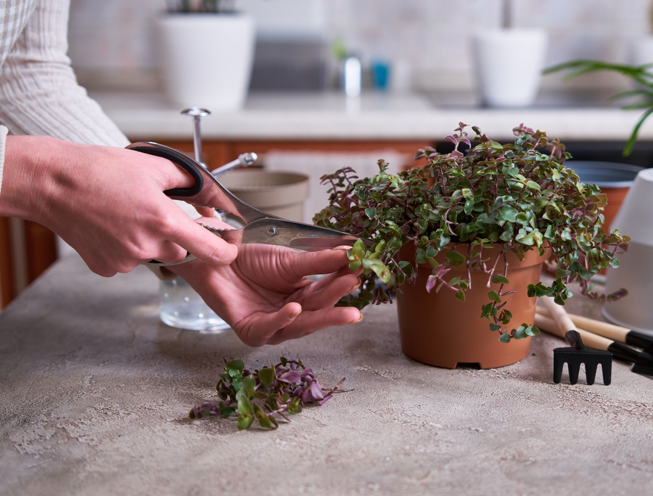 Mastering the Art of Plant Propagation A StepbyStep Guide to Taking