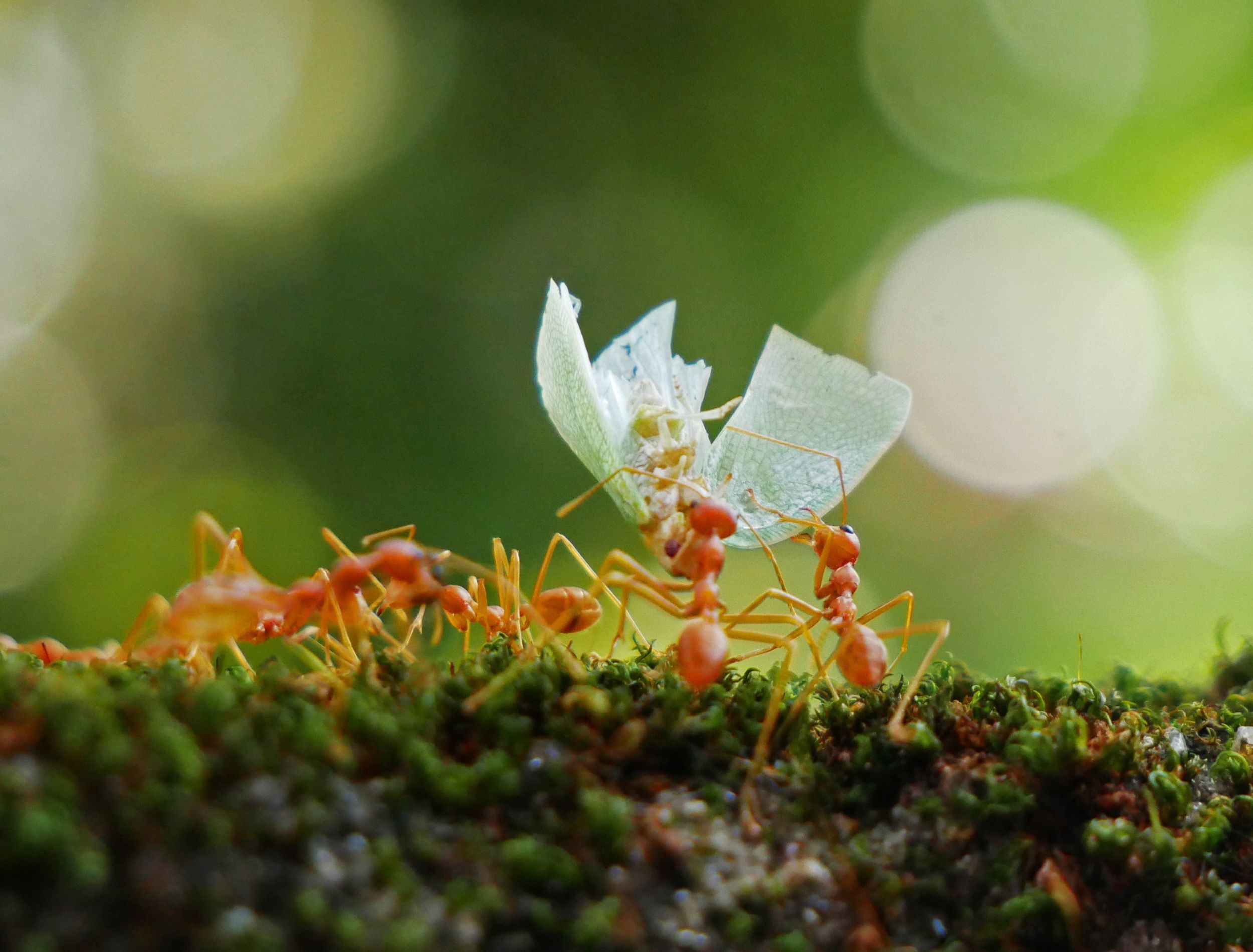 How to Get Rid of Ant Hills in Your Yard or Garden