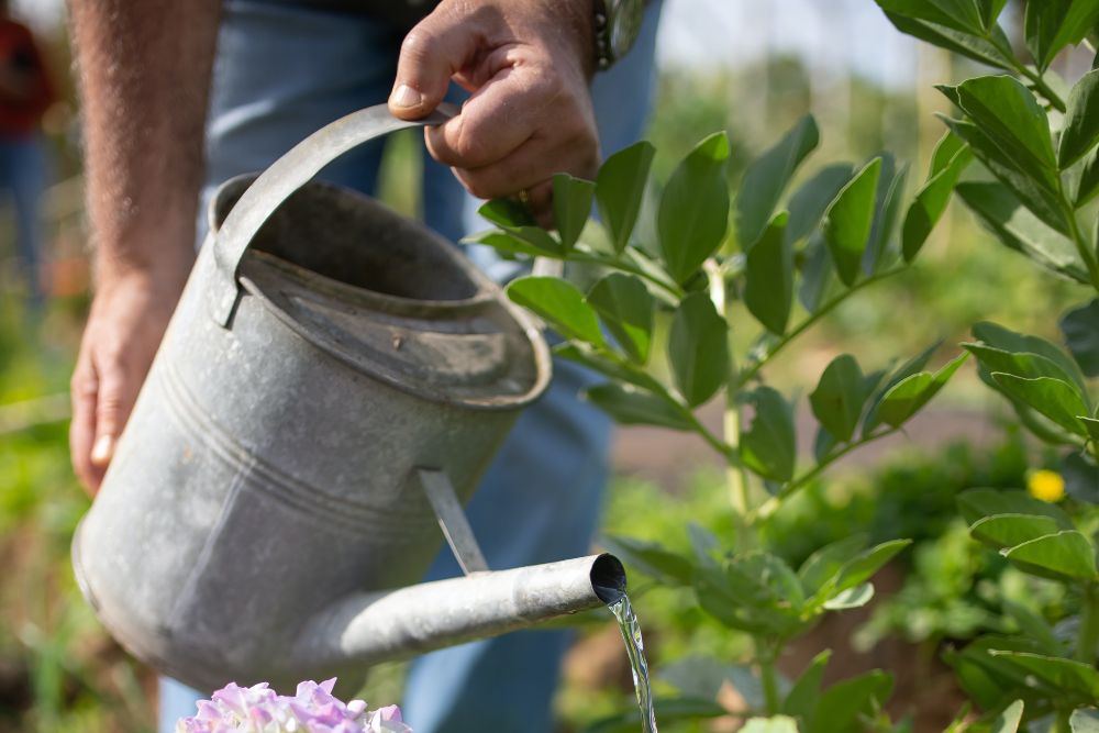 How to Use Epsom Salt to Fertilize Your Tomatoes