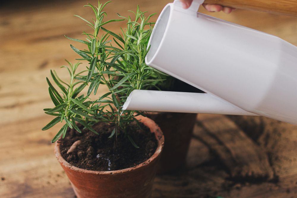 How Often Should You Water Your Rosemary Plants?