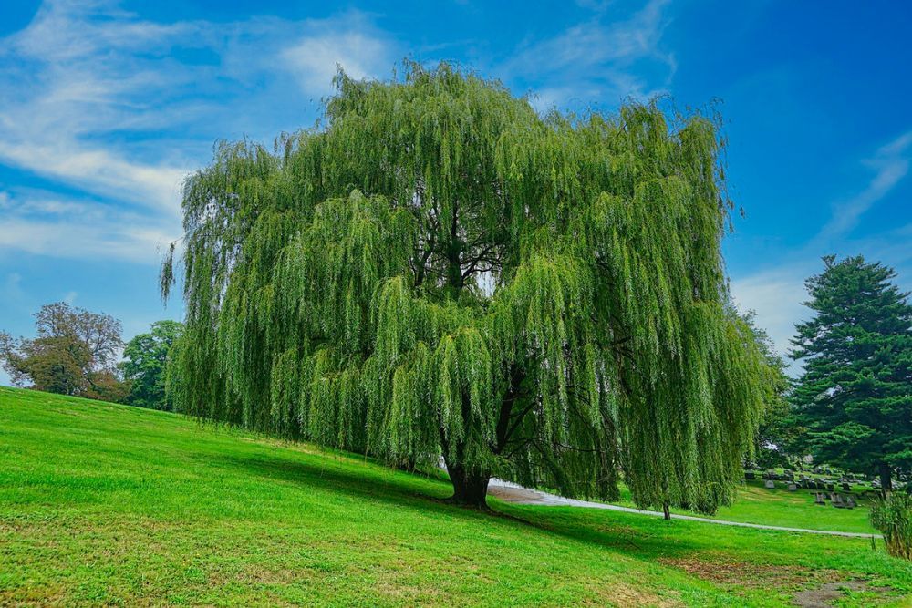 7 Beautiful Weeping Trees For Your Landscape