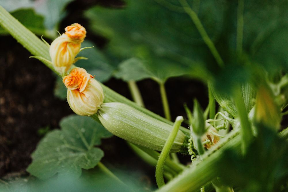 Should You Pinch off Your Zucchini Plant Flowers?