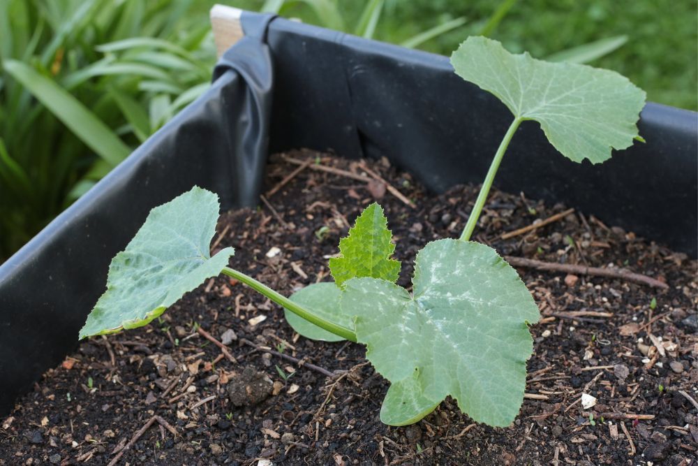 How Far Apart Should You Plant Zucchini Plants
