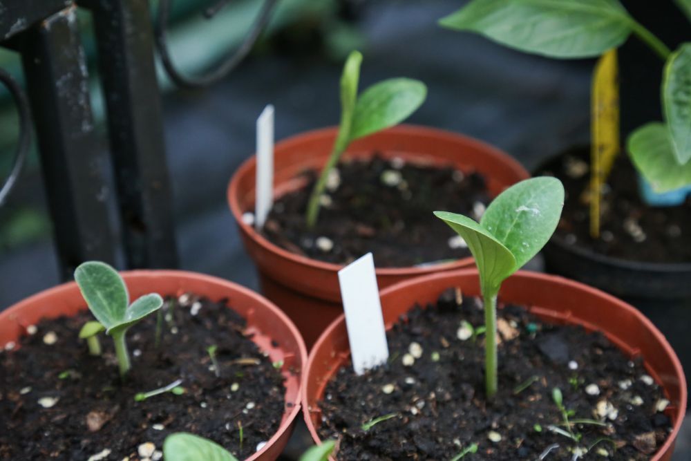 How Far Apart Should You Plant Zucchini Plants